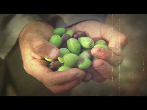 Olive Oil Museum Guide